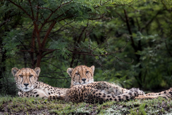 Cheetah Ridge Lodge Cheetah Nambiti Private Game Reserve